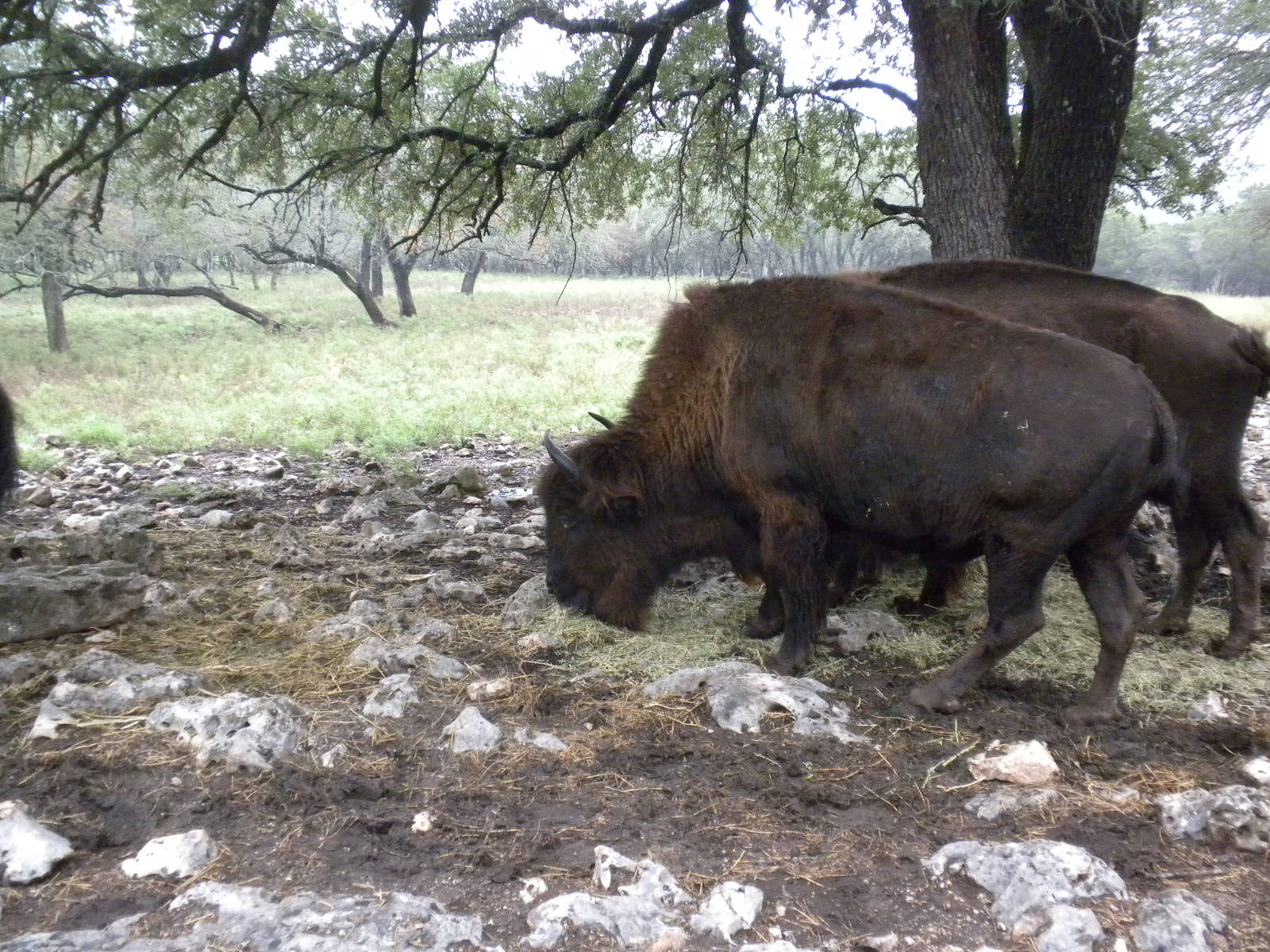 American Bison