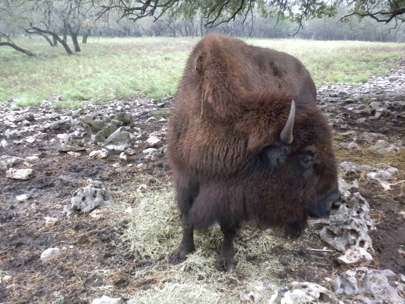 American Bison