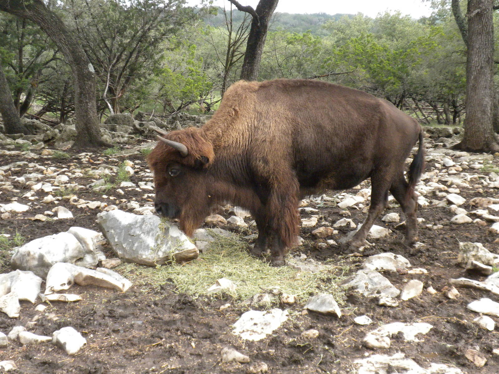 American Bison