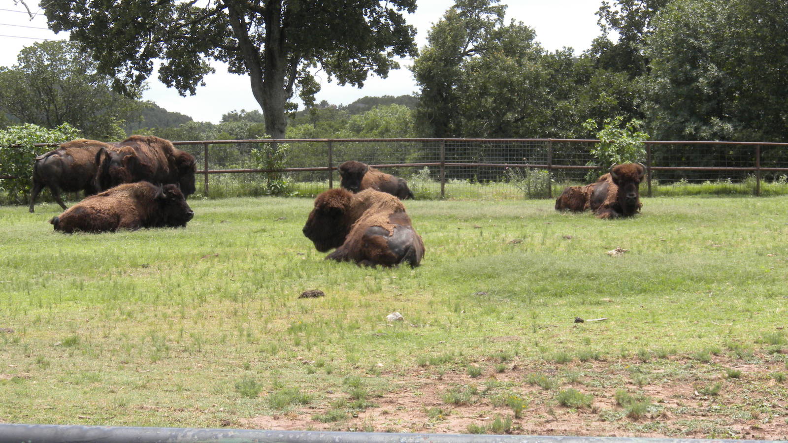 American Bison