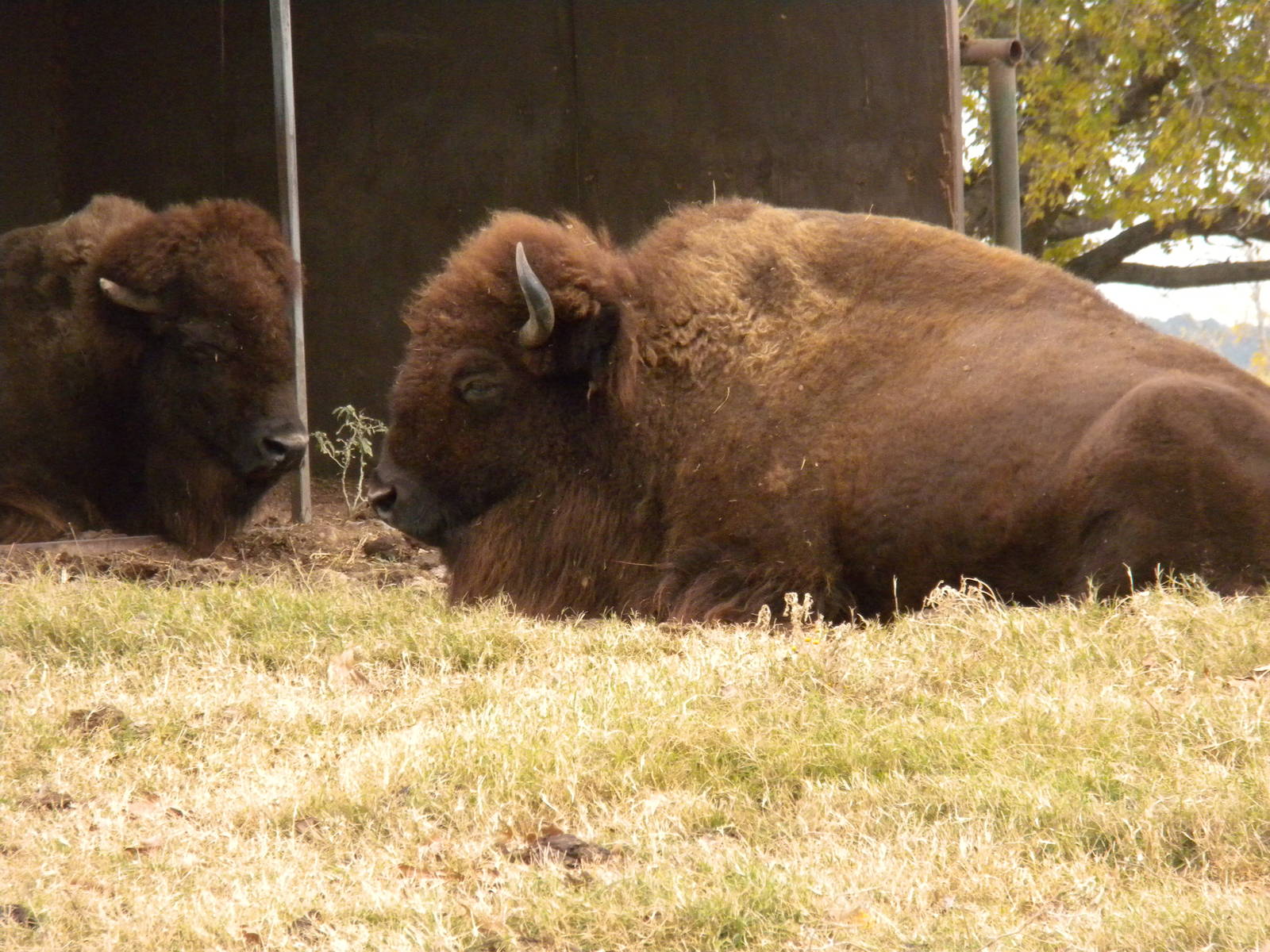 American Bison