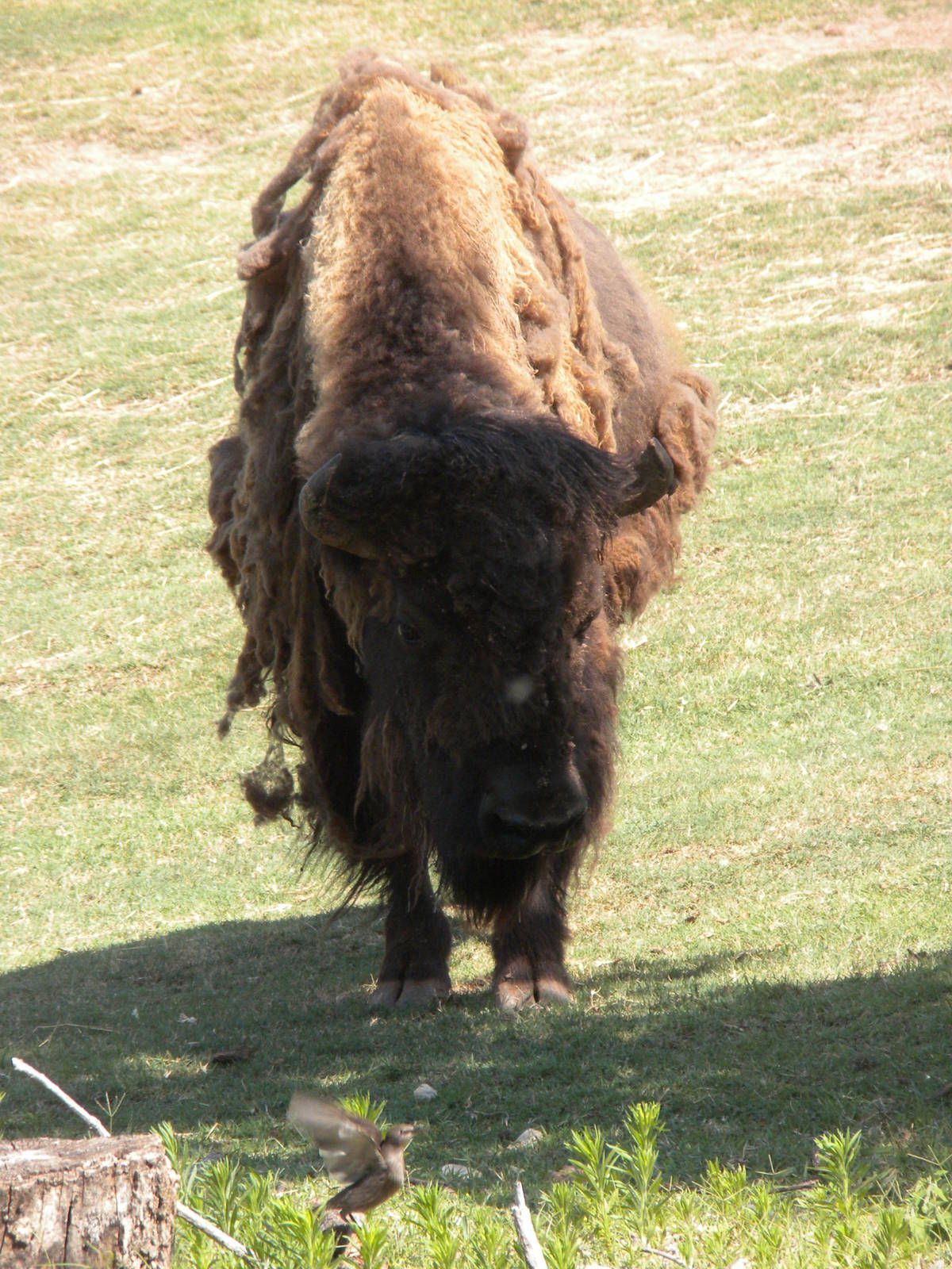 American Bison