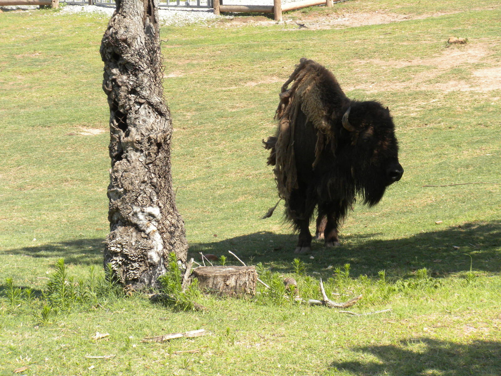 American Bison