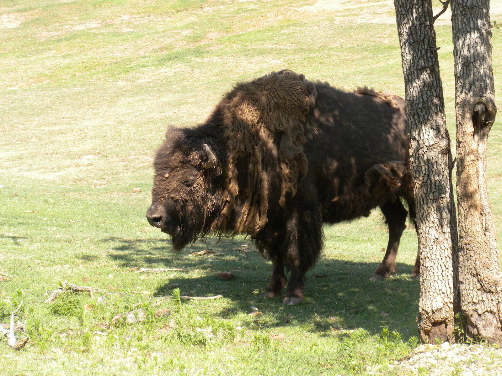 American Bison