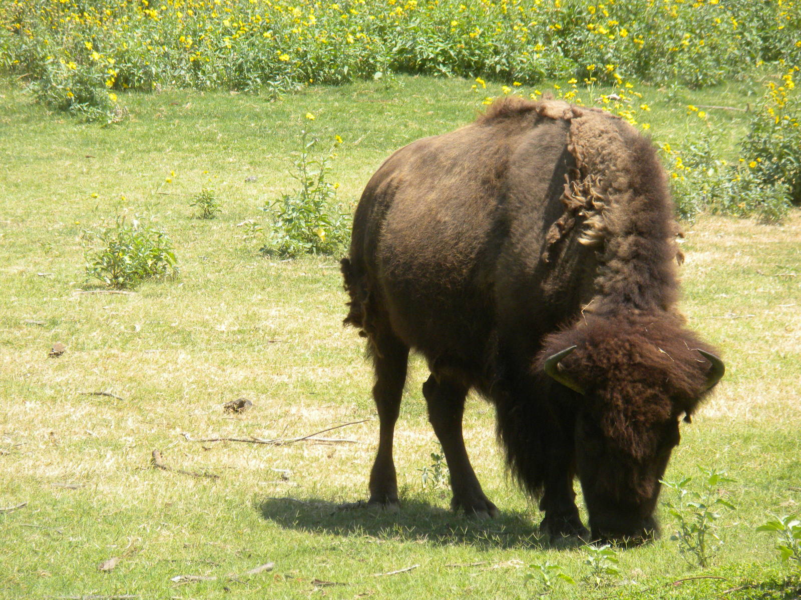 American Bison