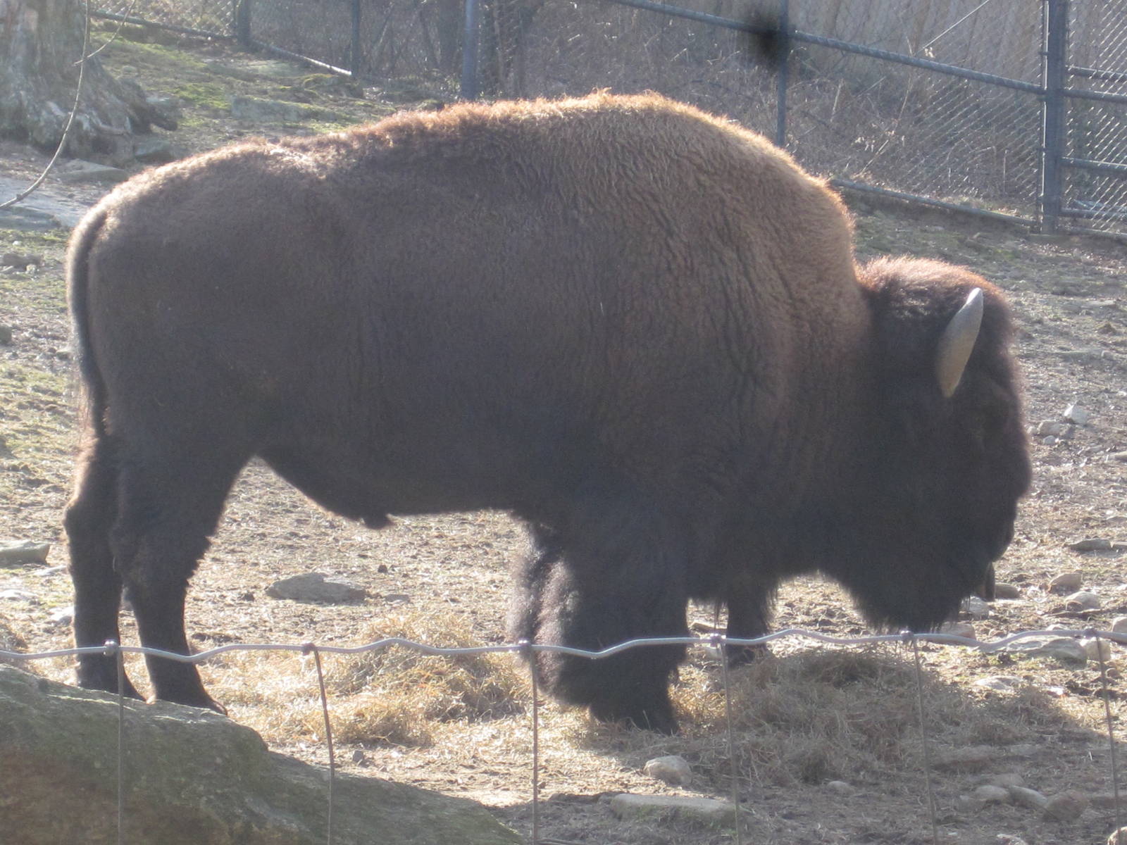 American Bison