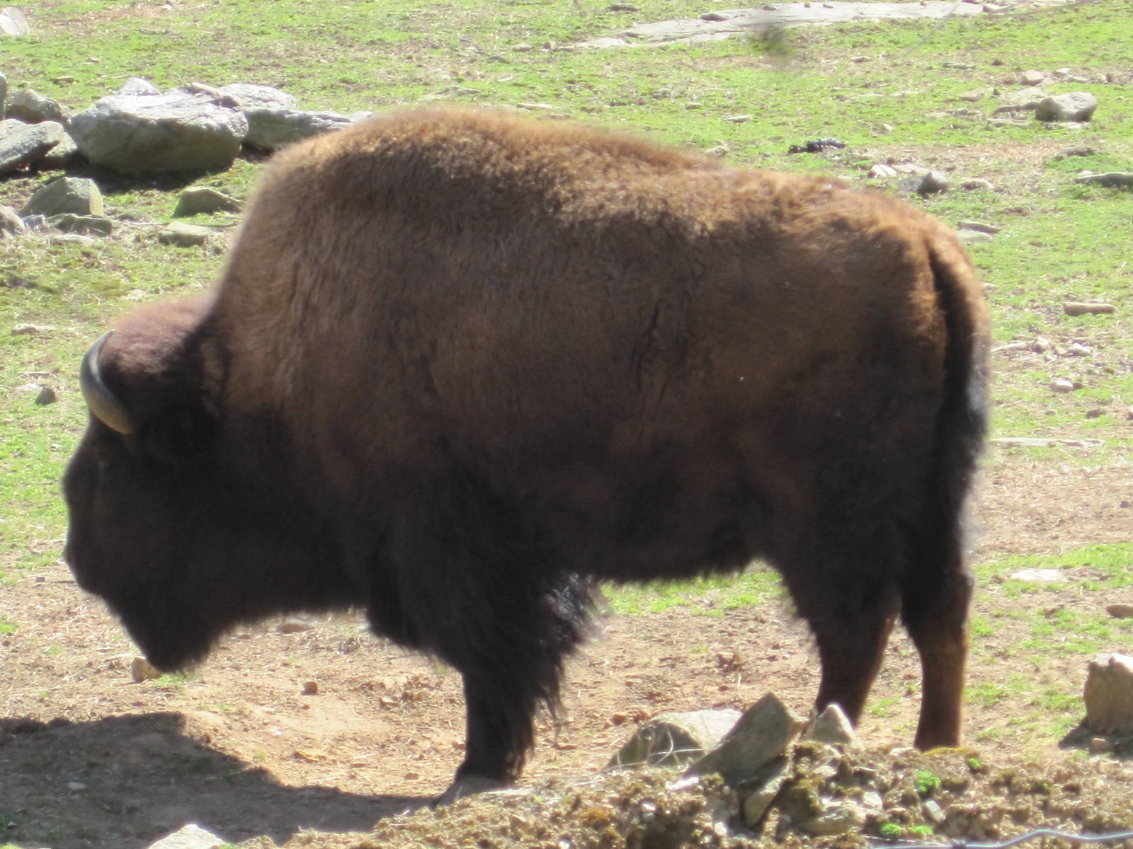 American Bison