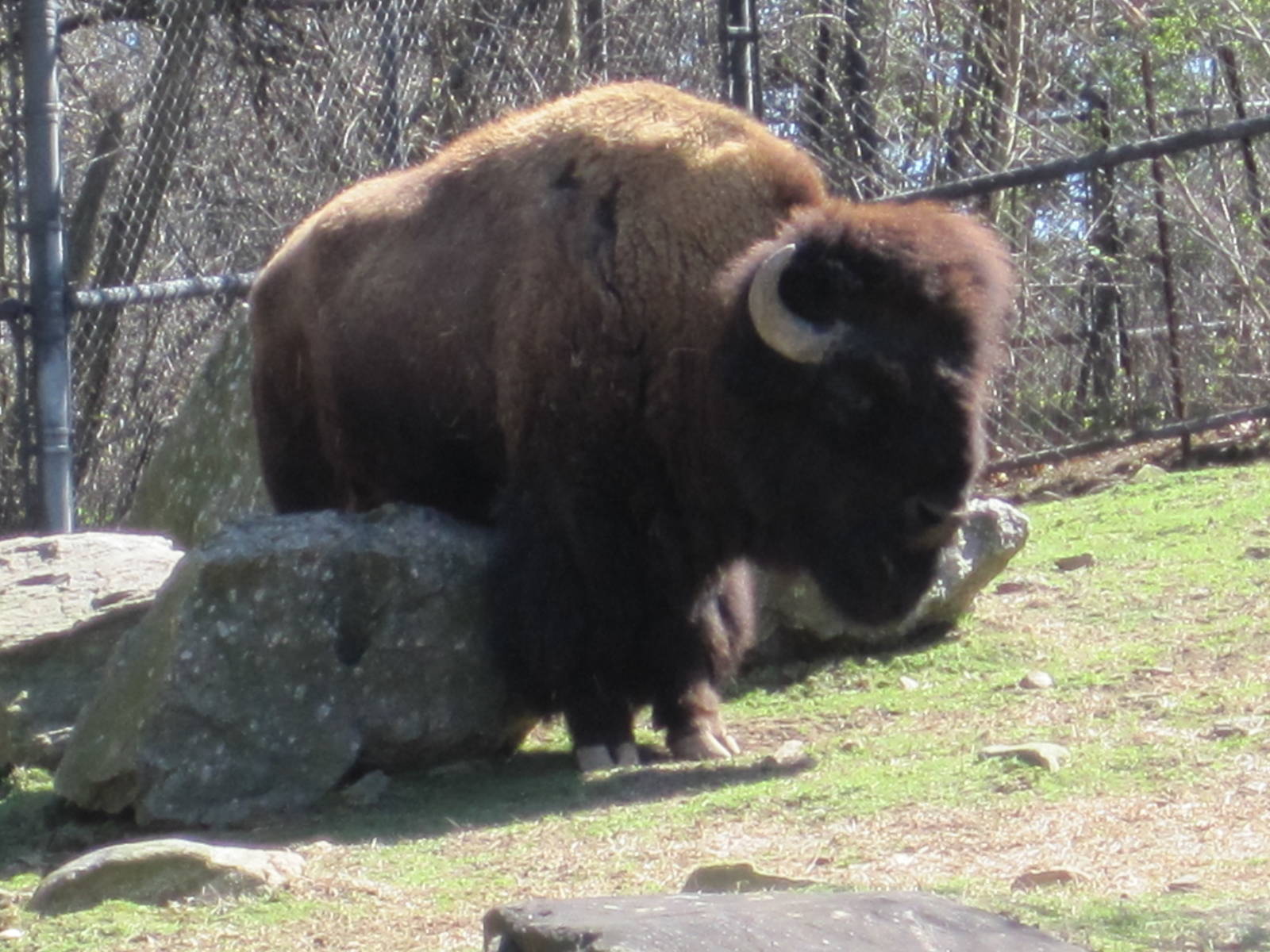 American Bison