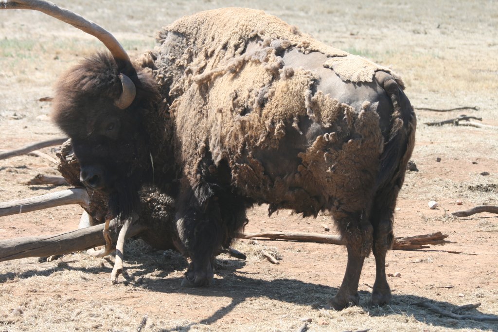 American Bison