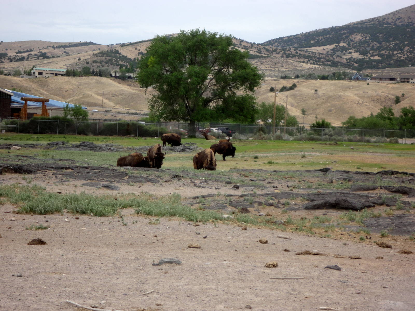 American Bison