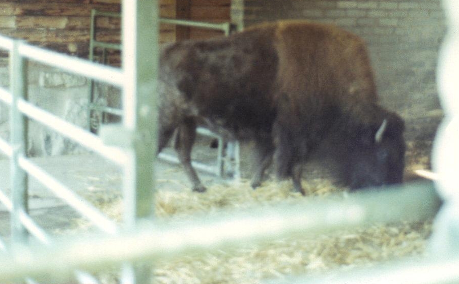 American Bison