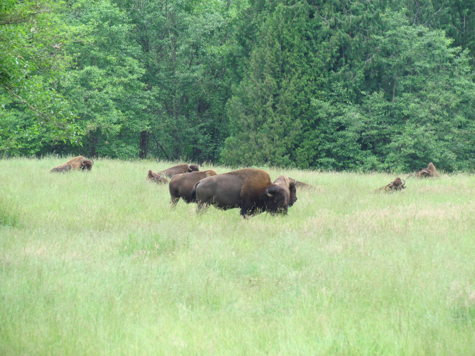 American Bison