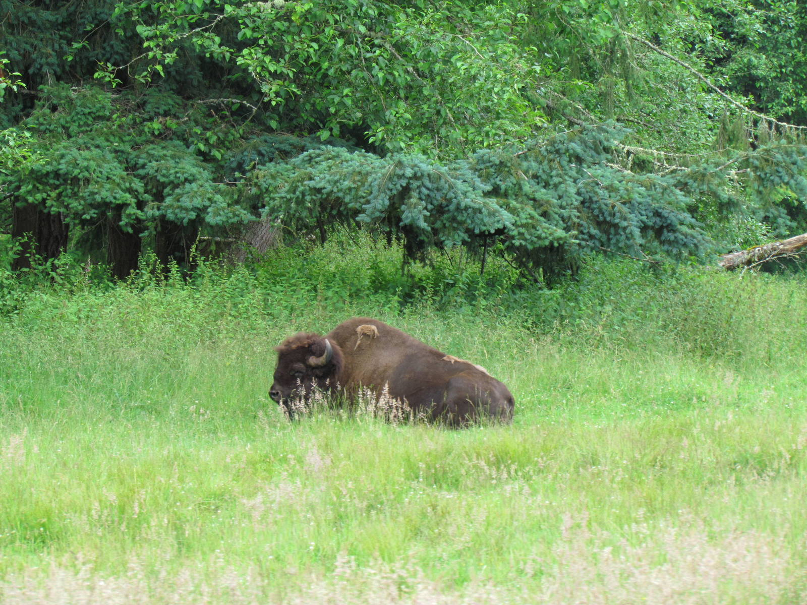 American Bison