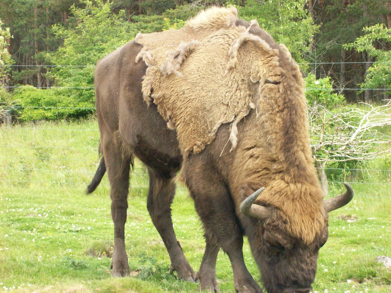 american bison