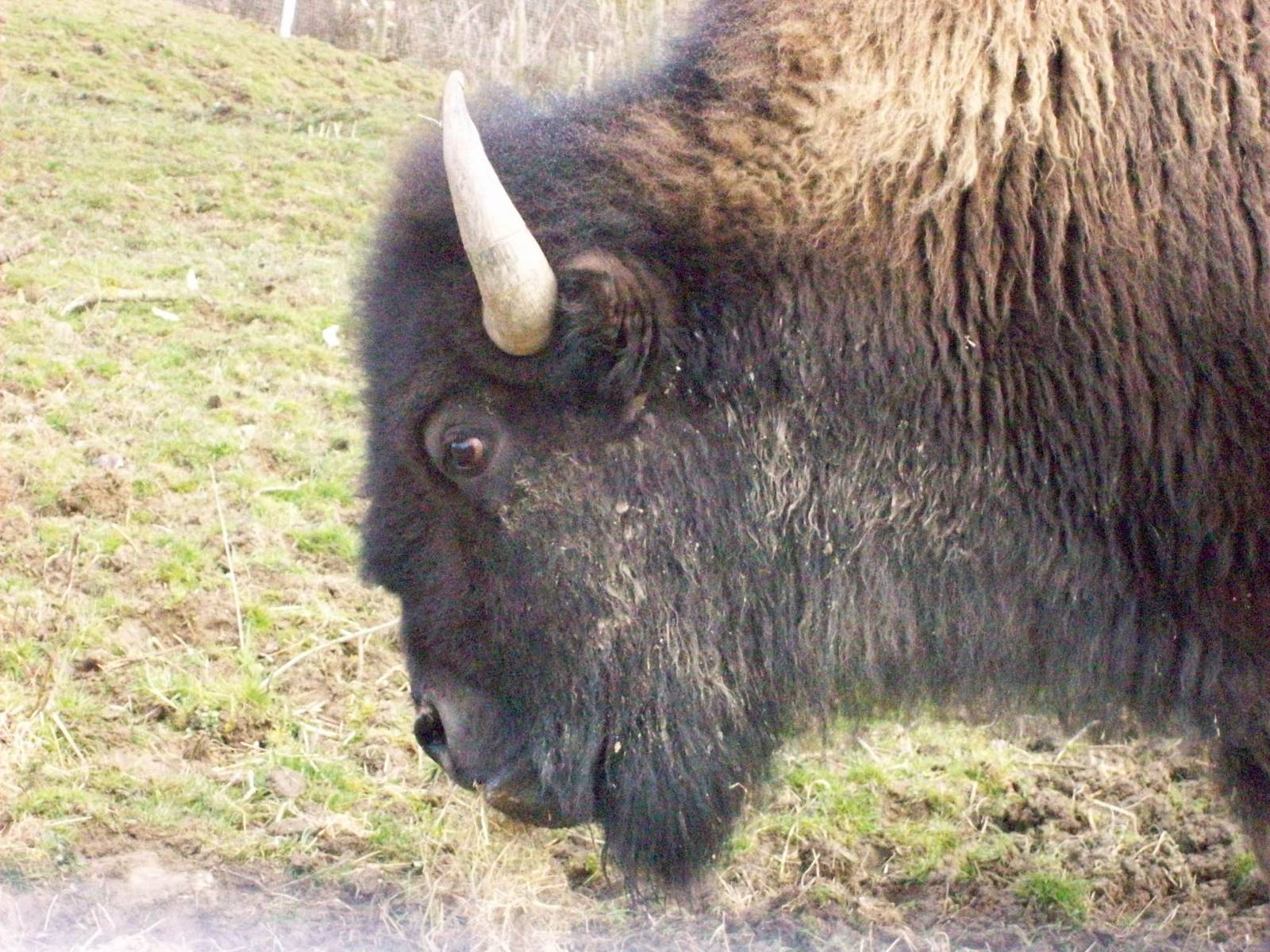 american bison