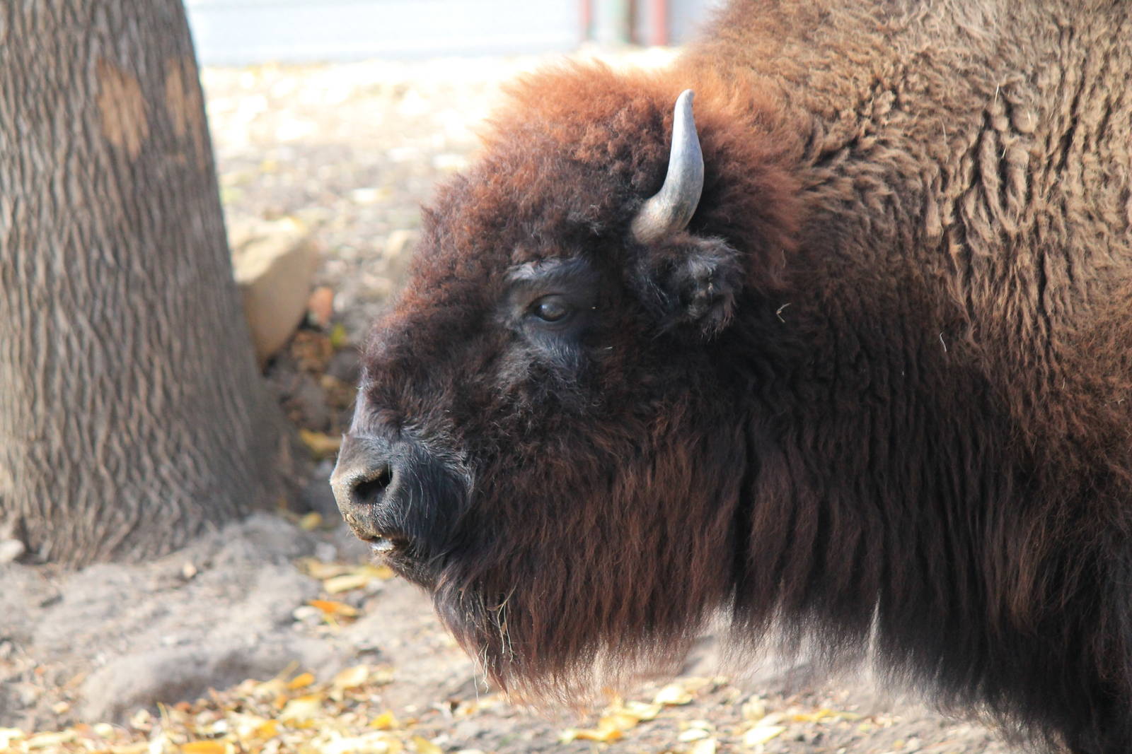 American Bison