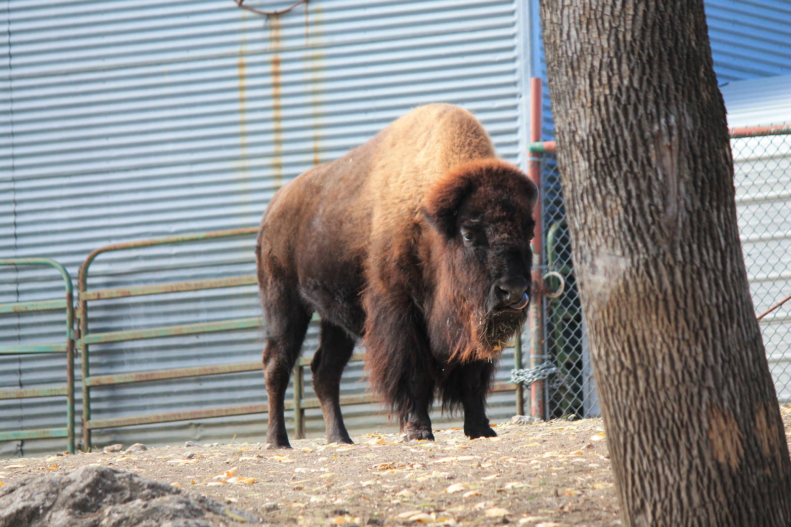 American Bison