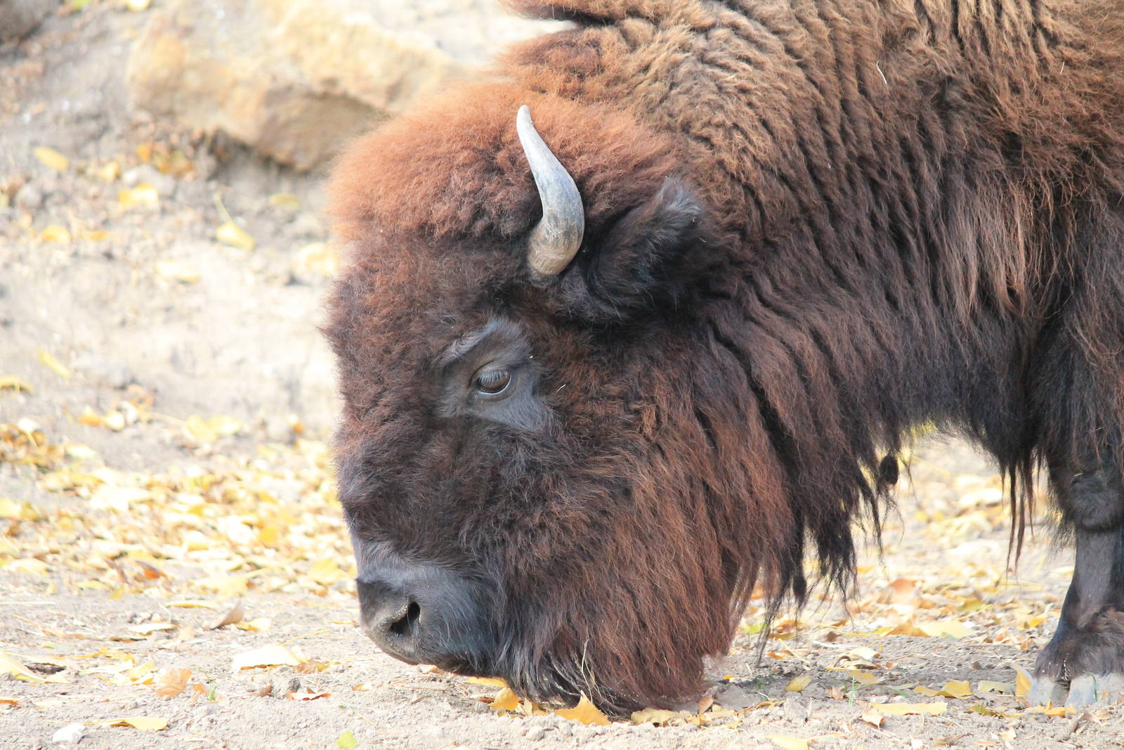 American Bison