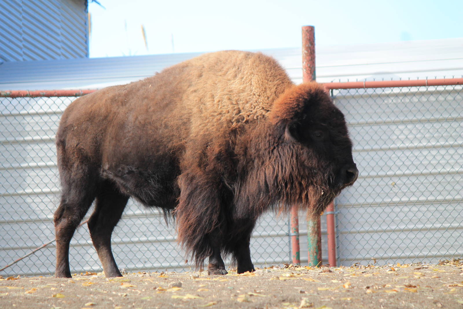 American Bison