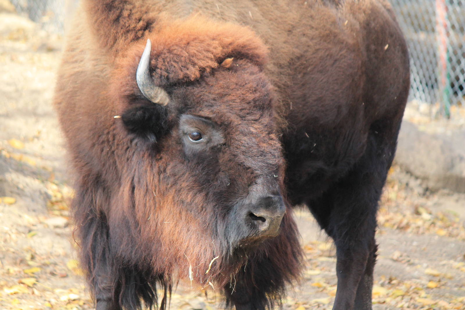 American Bison