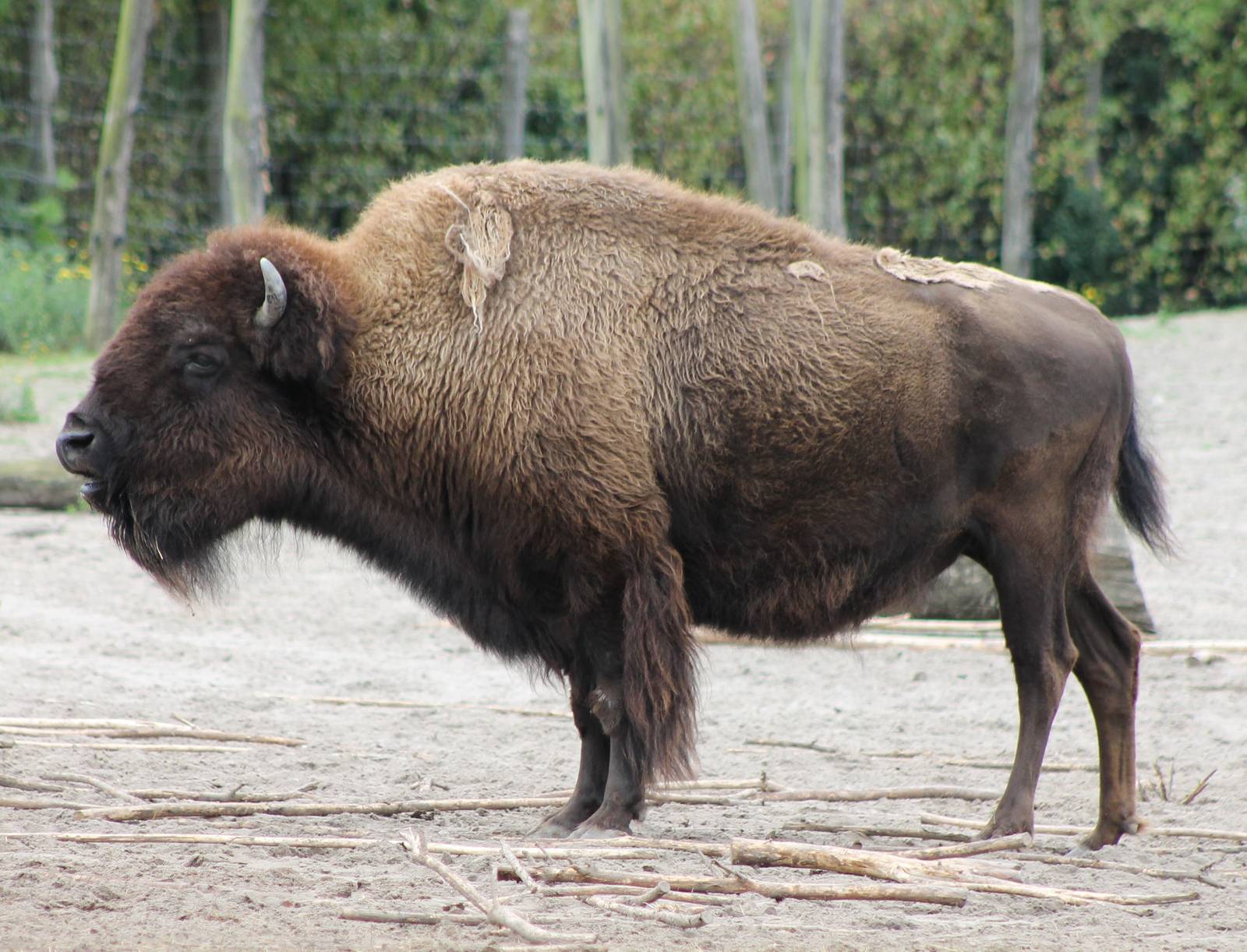American bison