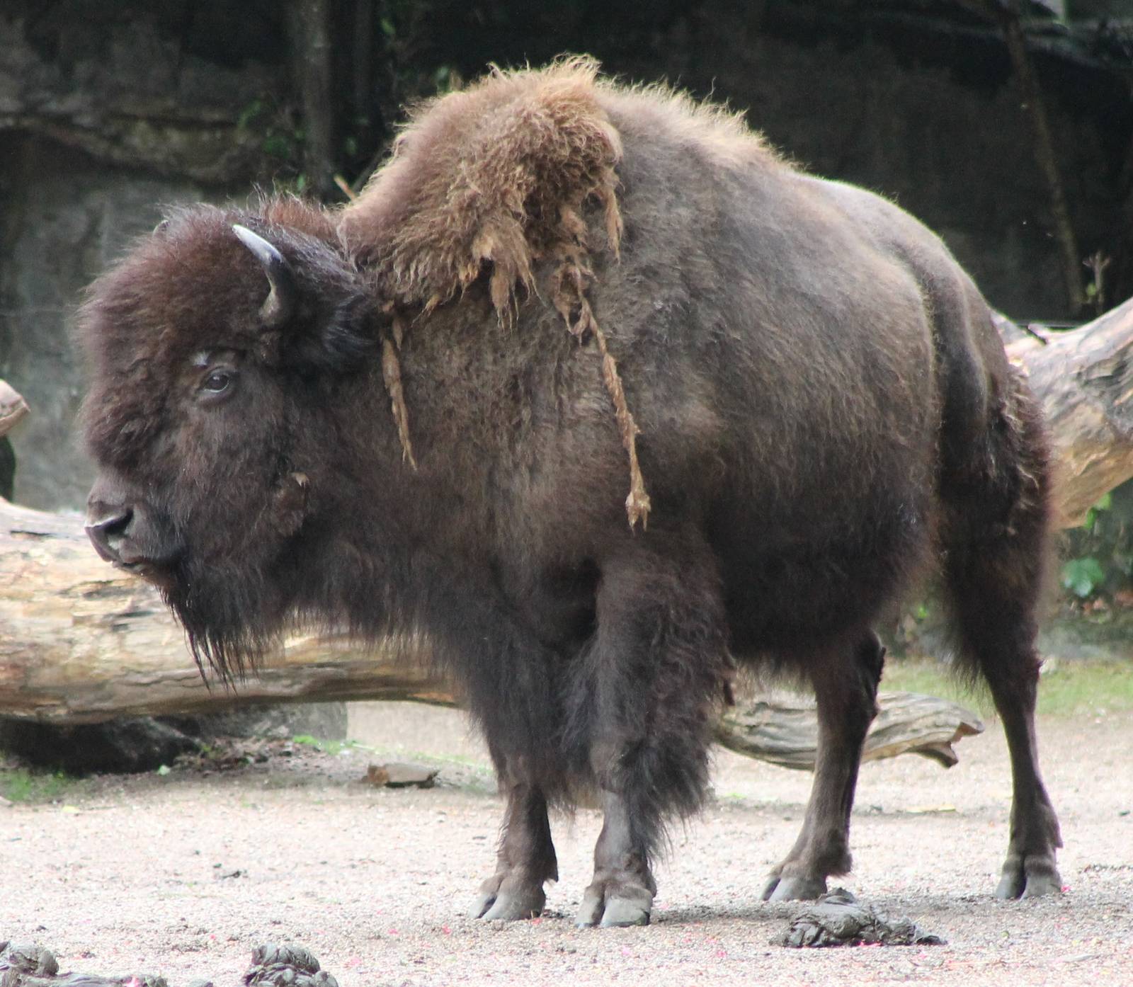 American bison