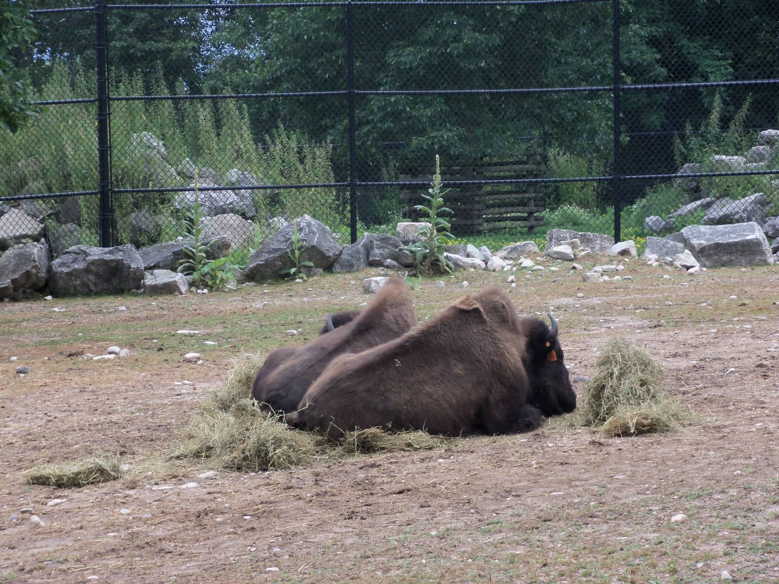 American Bison