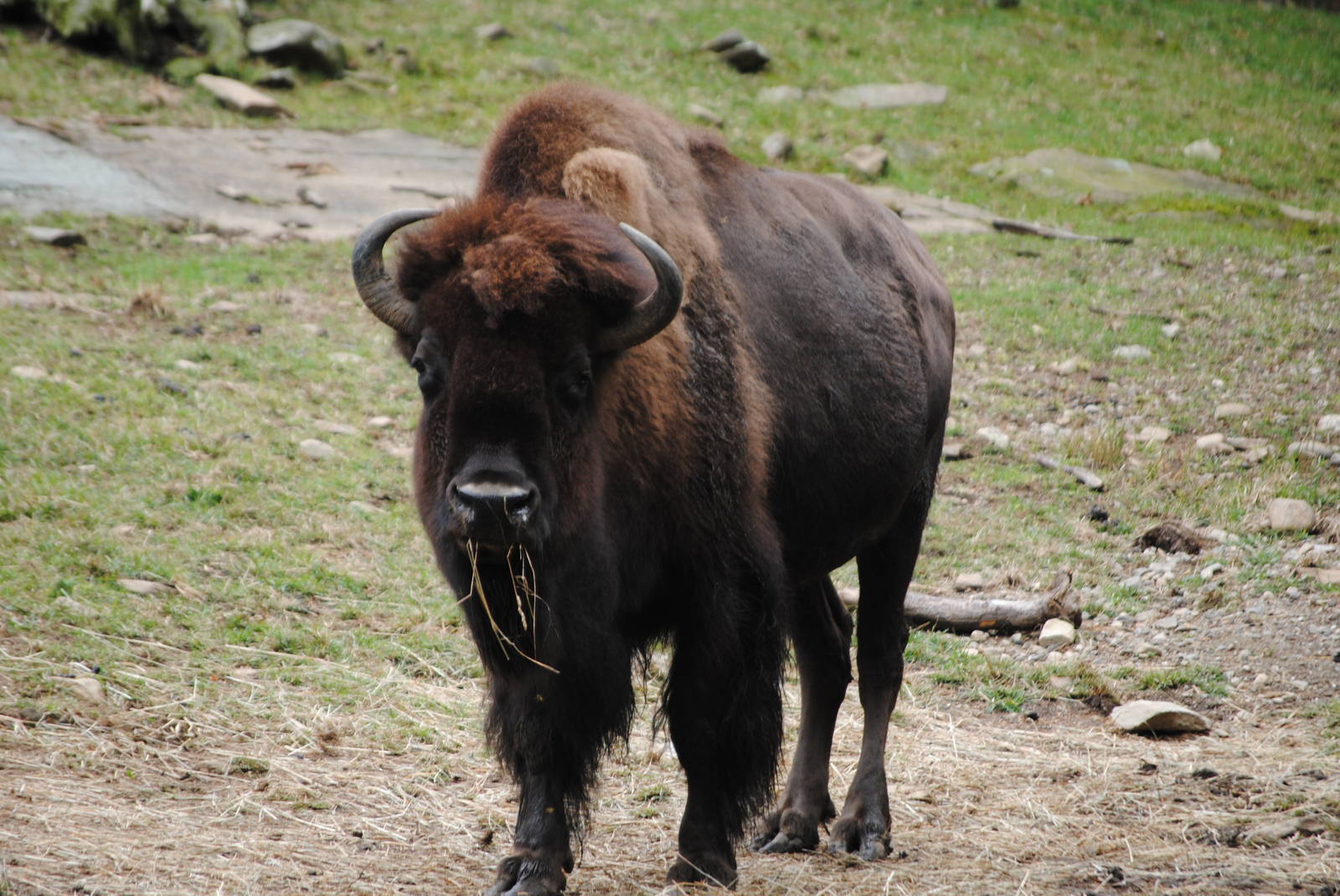 American Bison