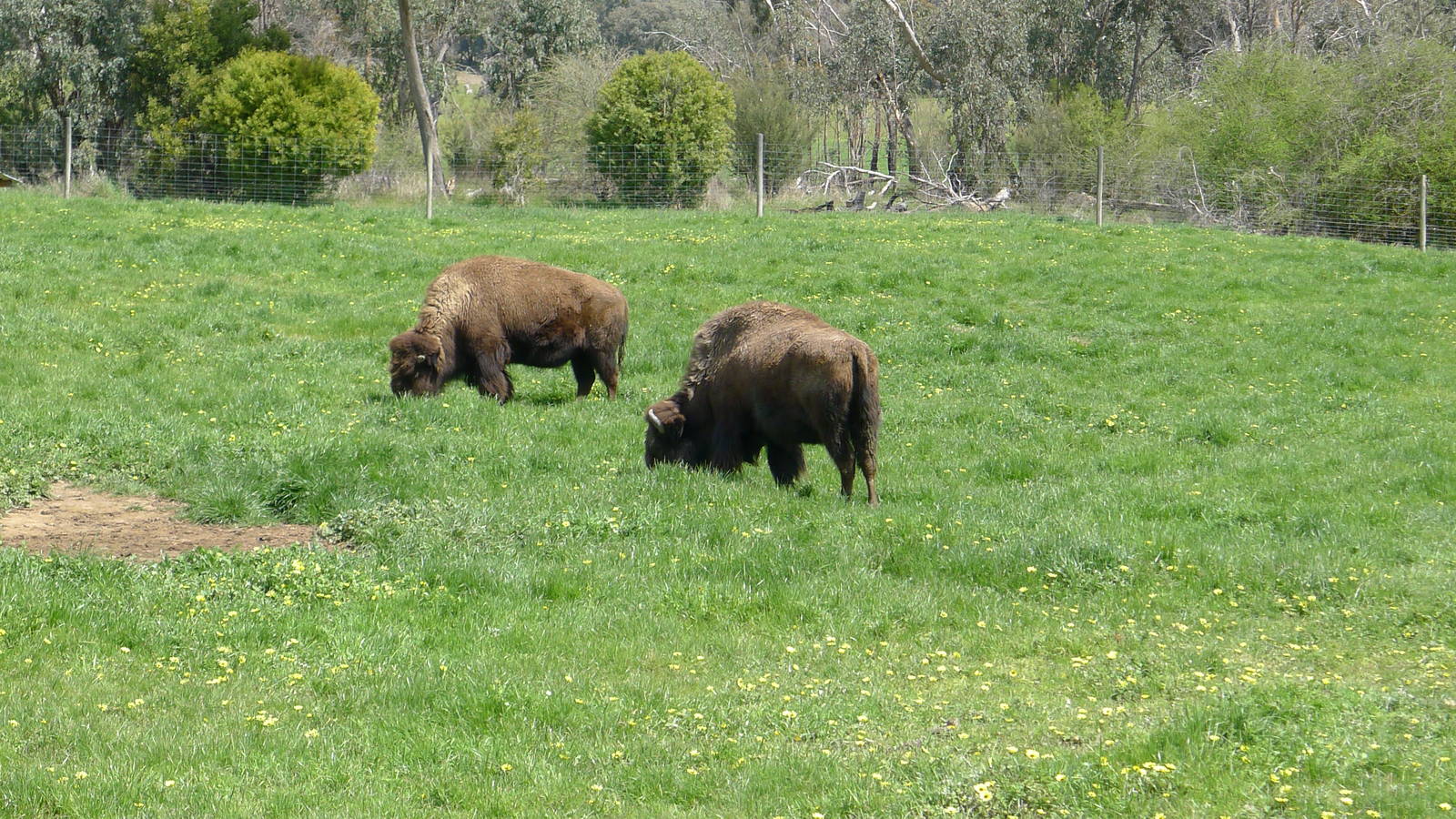 American Bison