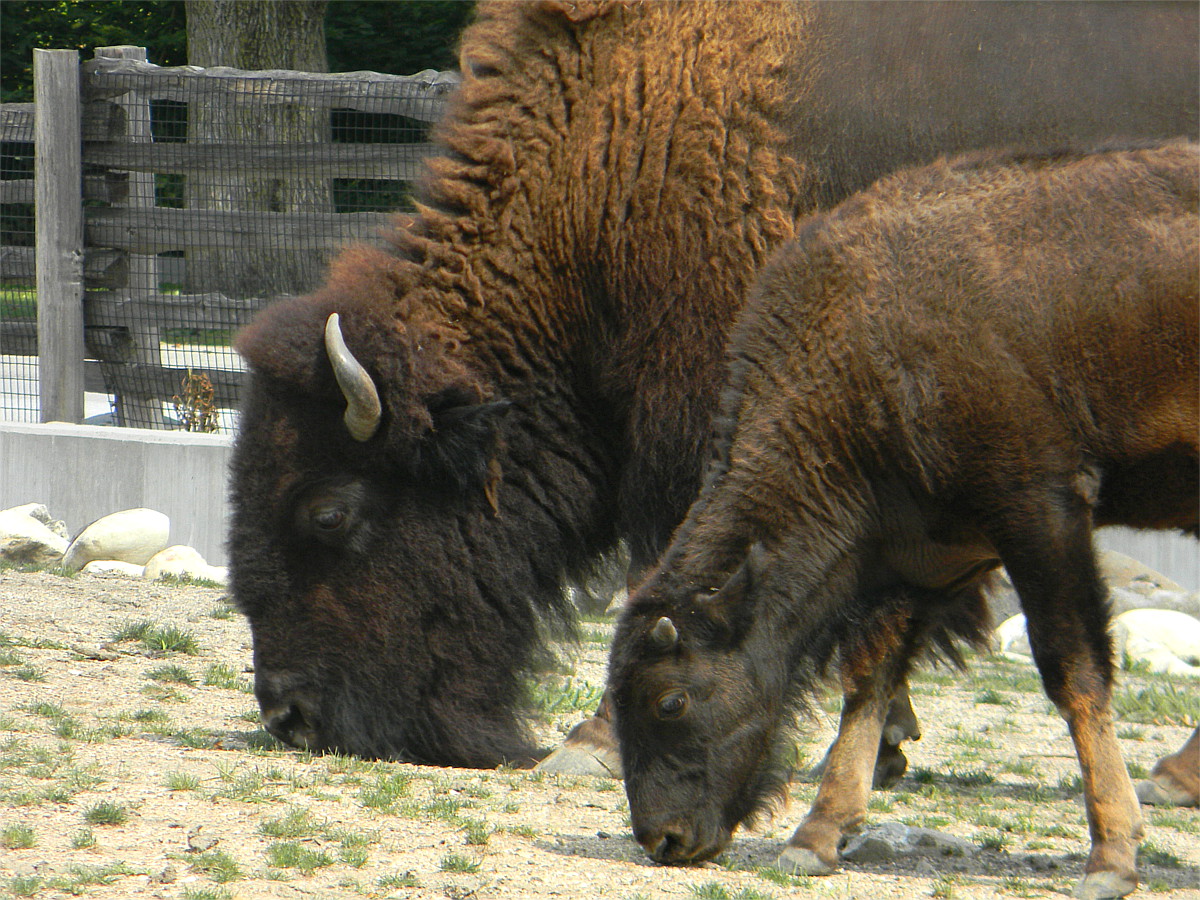 American bison