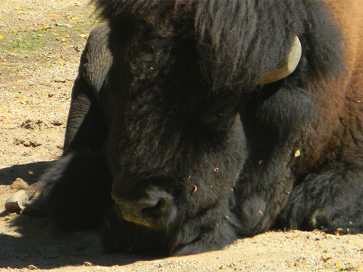 American bison
