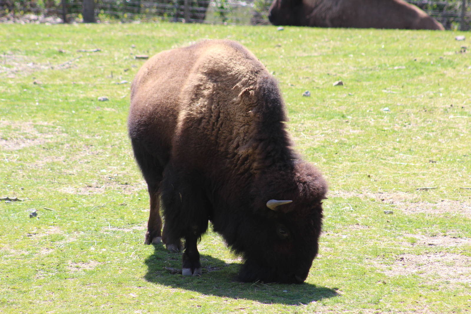 American Bison
