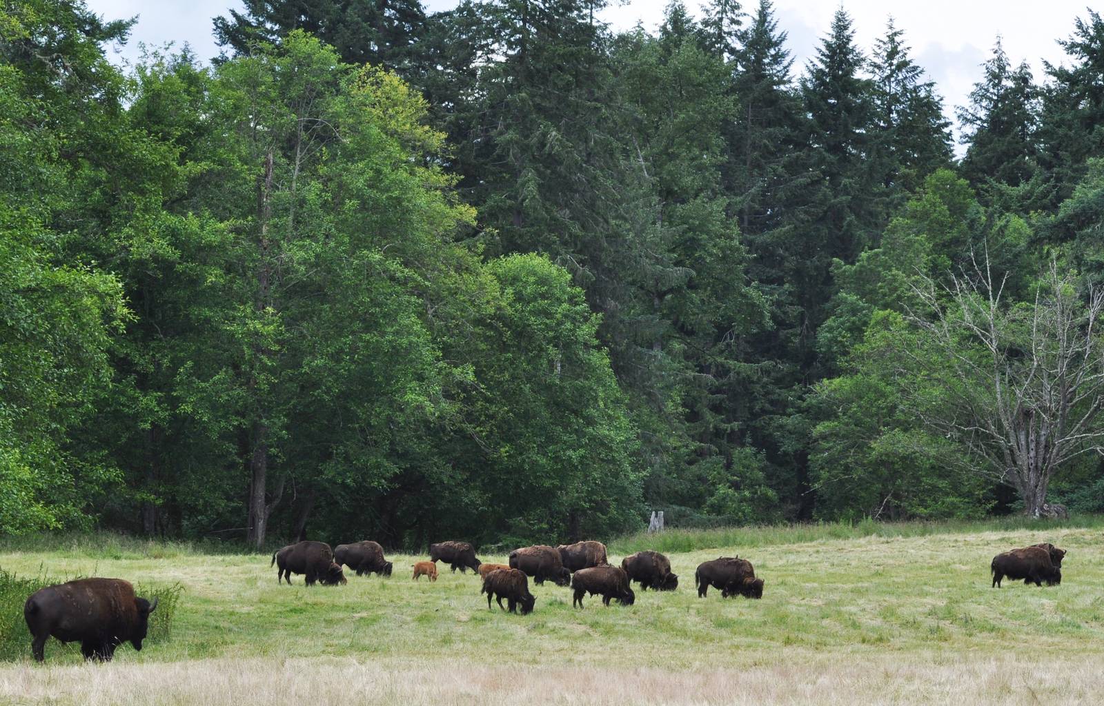 American Bison