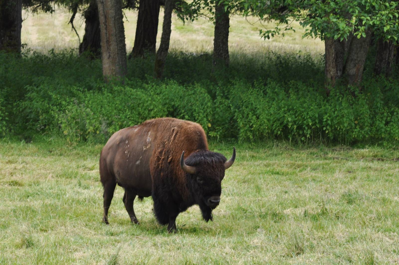 American Bison
