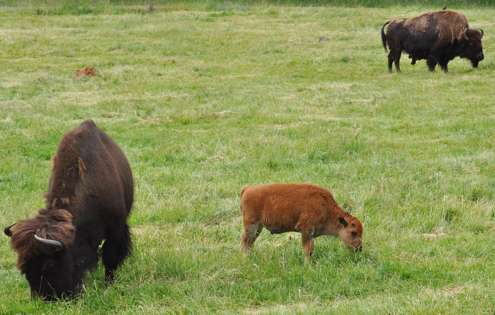 American Bison