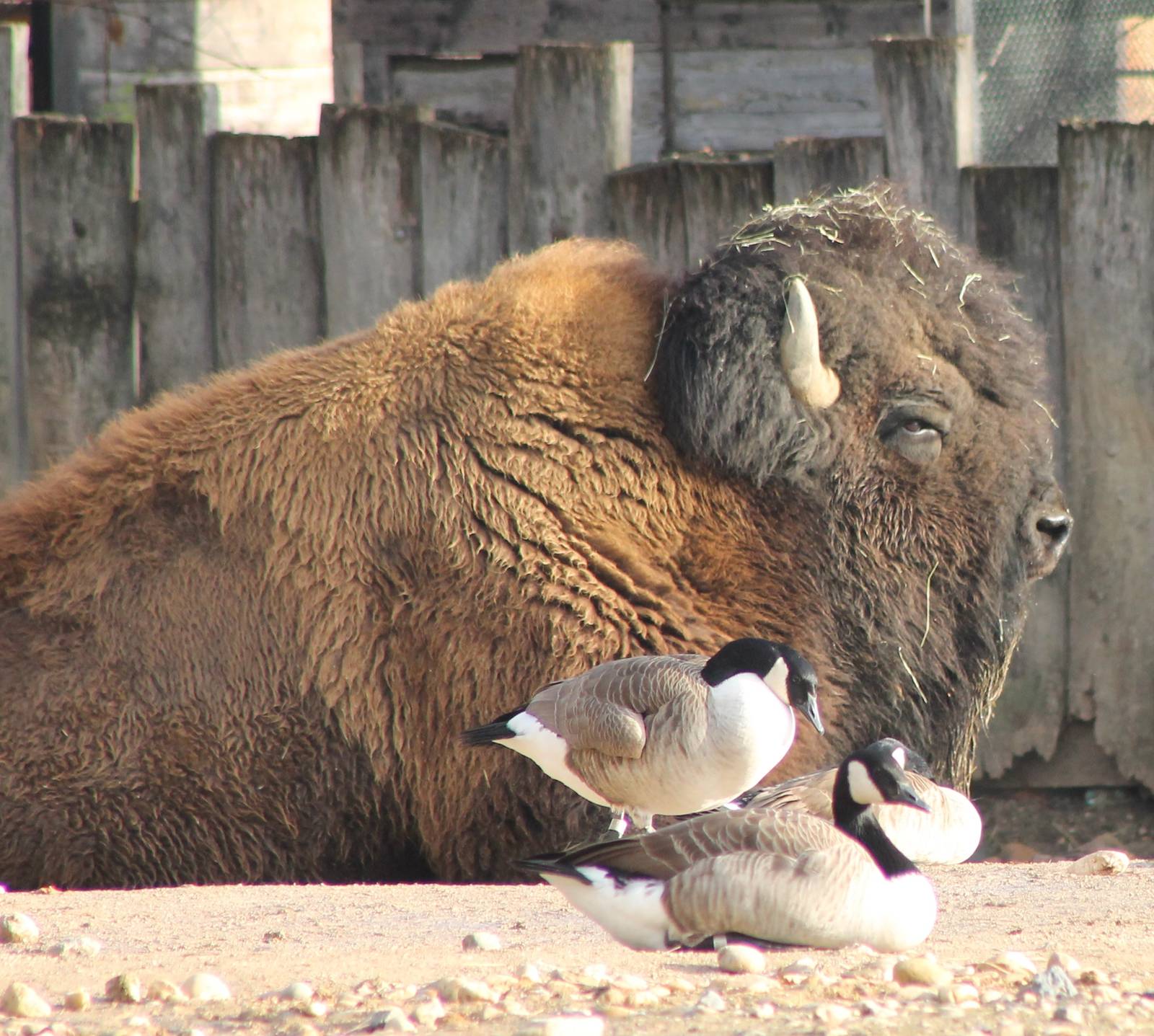 American bison