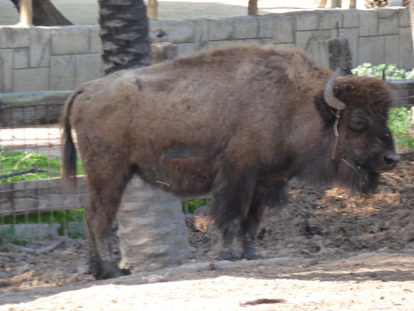 American Bison