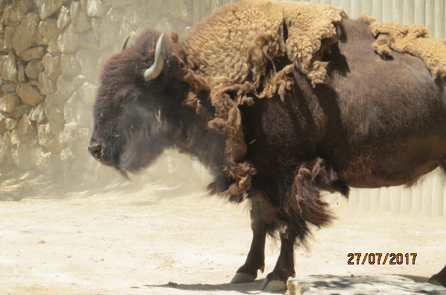 American Bison