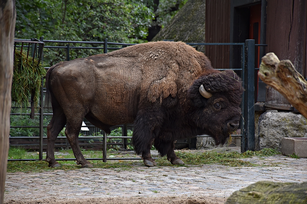 American bison