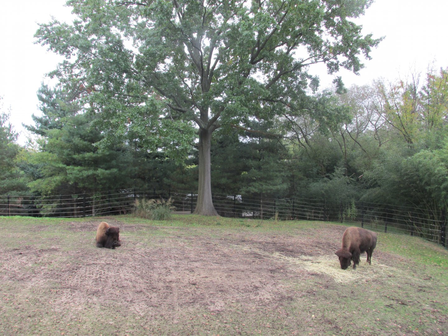 american bison