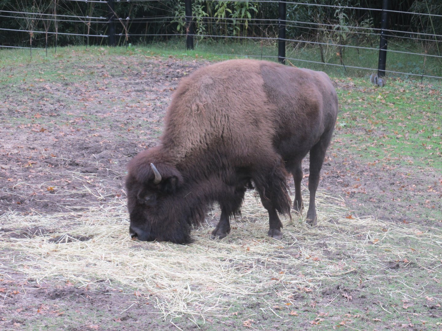 american bison