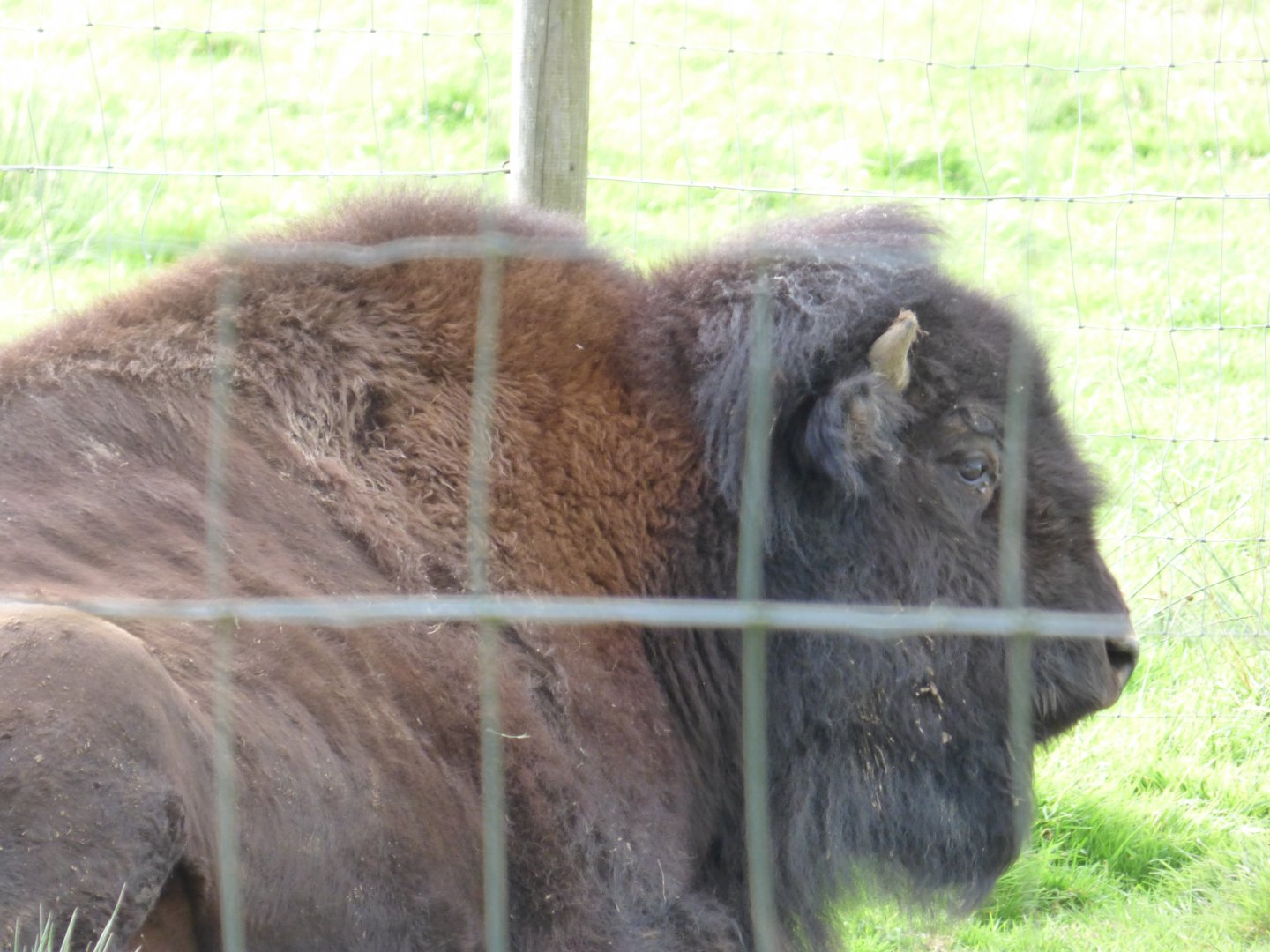 American Bison