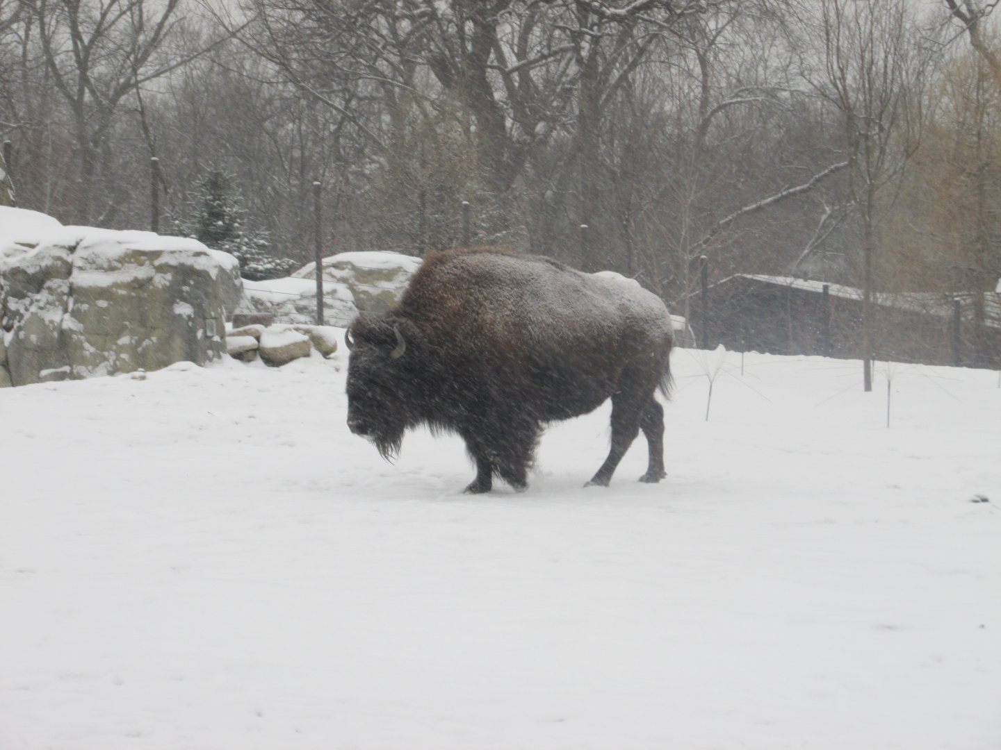 american bison