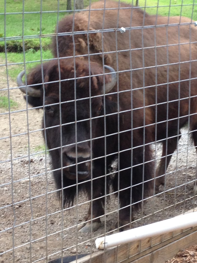 American Bison