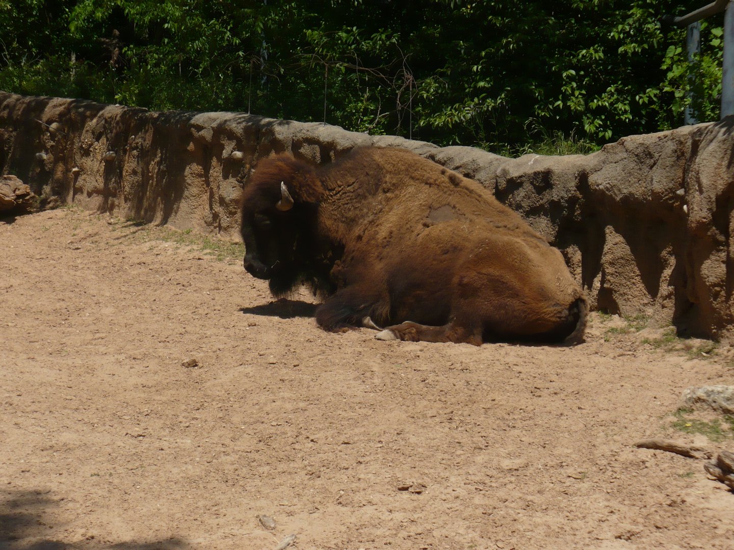 American bison