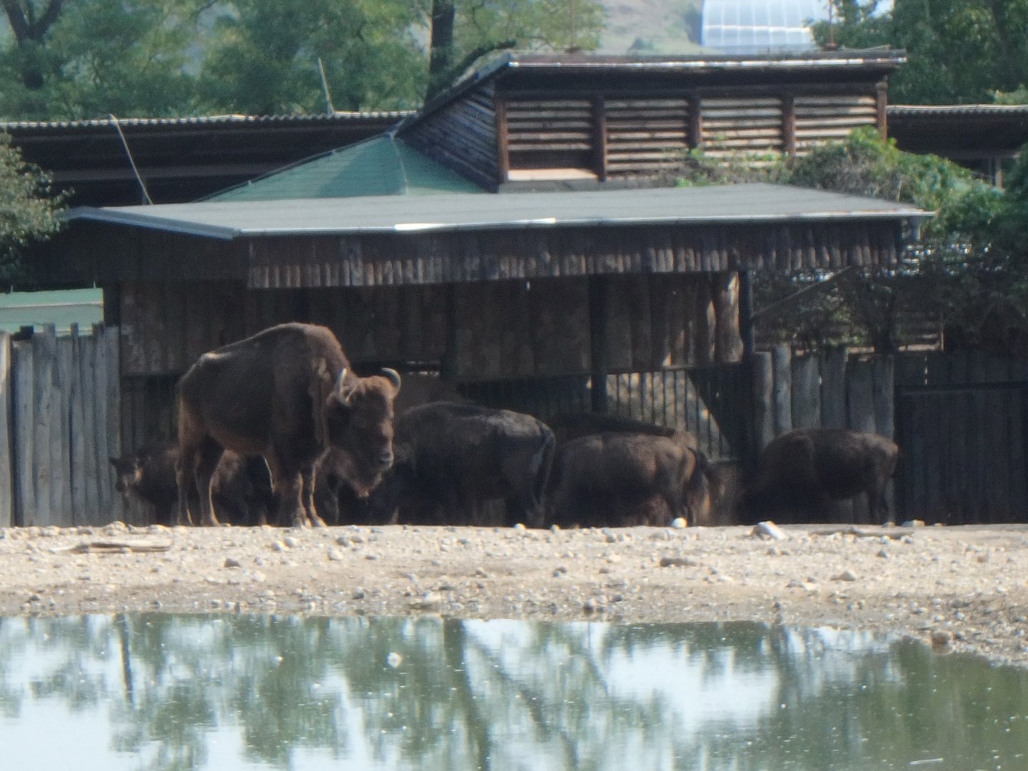 American bison