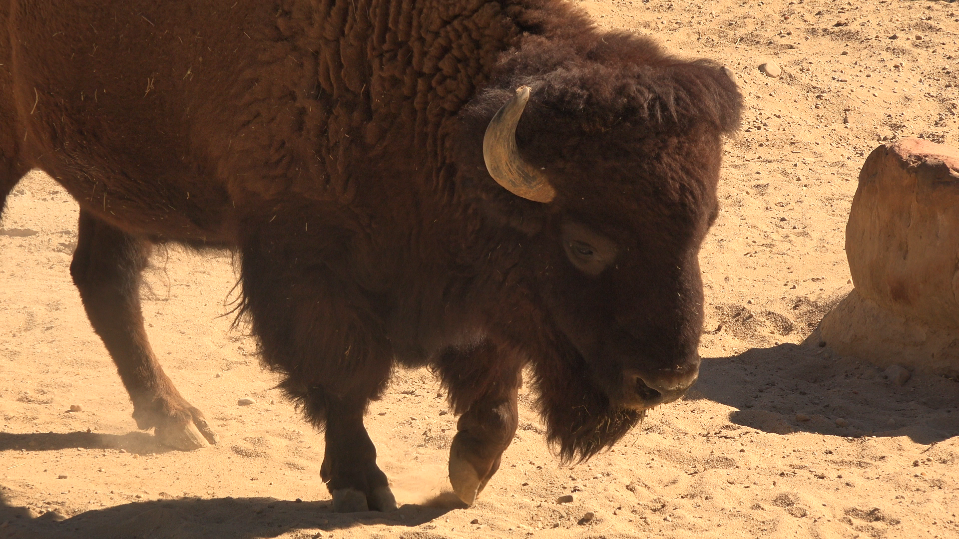 American Bison
