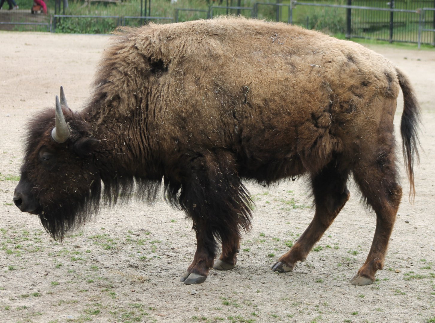 American bison