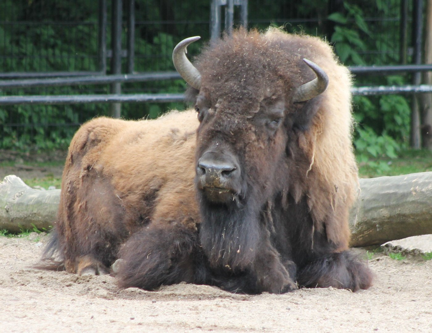 American bison