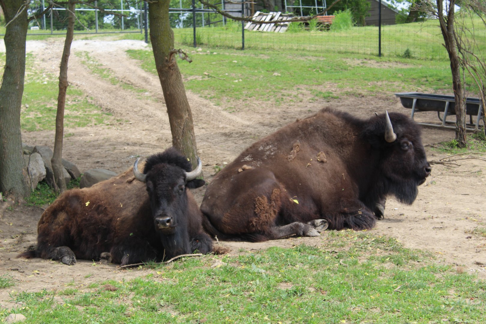 American Bison